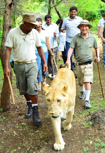 “Walking in style holding the lion’s tail is all part of my 10,000 steps a day,” says Don Parrish. This was taken at Safari Park in the south of Mauritius Island. “Walking with lions is a great way to experience them,” he says. “It is like you are part of the pride as you walk along getting a sense of their pace and what they look at.”