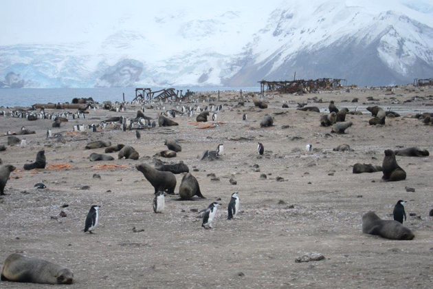 Viewing the penguins and wildlife on Thule Island was a highlight for most passengers. The Argentine Base destroyed by the British in 1982 can be seen in the background.